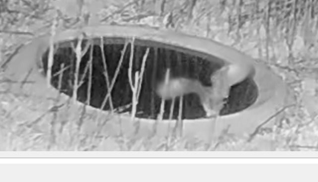 Mussol banyut  - Èric Capdevila Mezcua