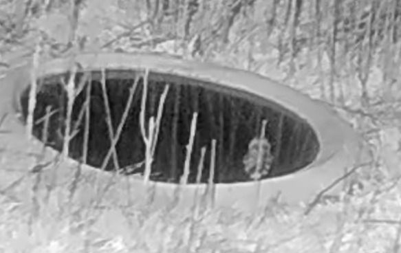 Mussol banyut  - Èric Capdevila Mezcua