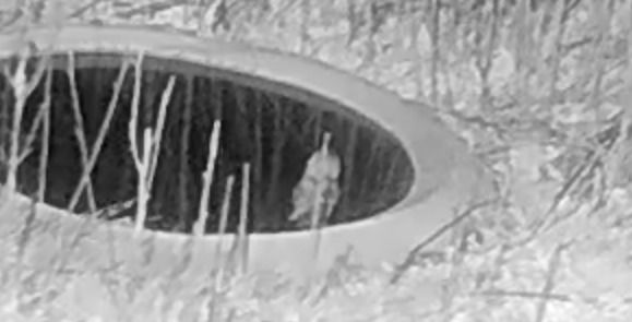 Mussol banyut  - Èric Capdevila Mezcua