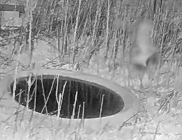 Mussol banyut  - Èric Capdevila Mezcua