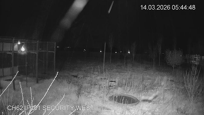 Mussol banyut  - Èric Capdevila Mezcua