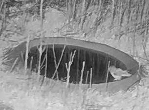 Mussol banyut  - Èric Capdevila Mezcua