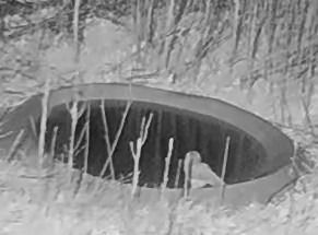 Mussol banyut  - Èric Capdevila Mezcua