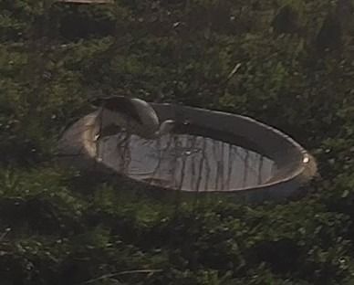 Cigonya blanca  - Èric Capdevila Mezcua