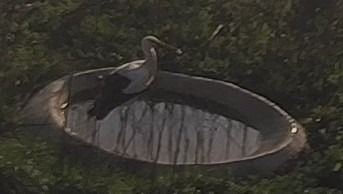 Cigonya blanca  - Èric Capdevila Mezcua