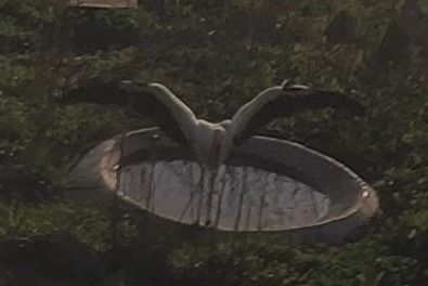 Cigonya blanca  - Èric Capdevila Mezcua