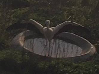 Cigonya blanca  - Èric Capdevila Mezcua