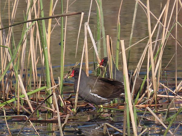 Polla d'aigua  - Pere Vila Casoliva