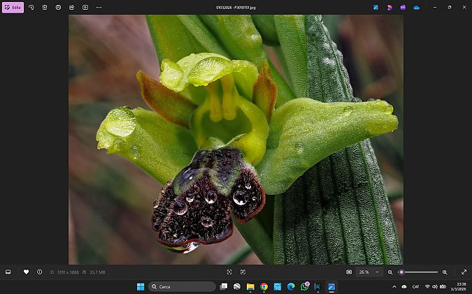 Ophrys forestieri  - Eugeni Hijós Vallvé