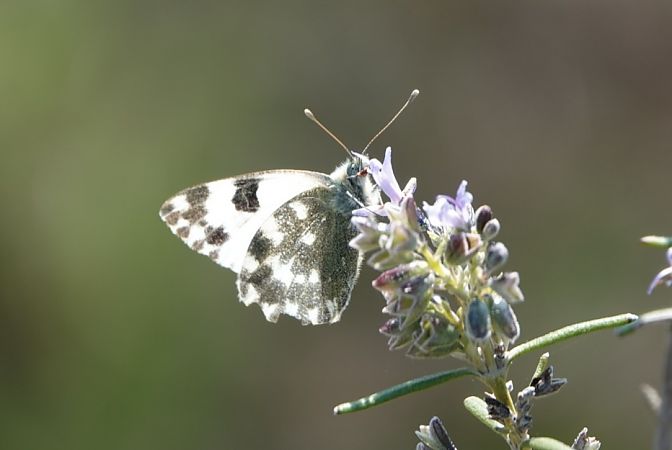 Pòntia comuna  - Oriol Soler Ferrer