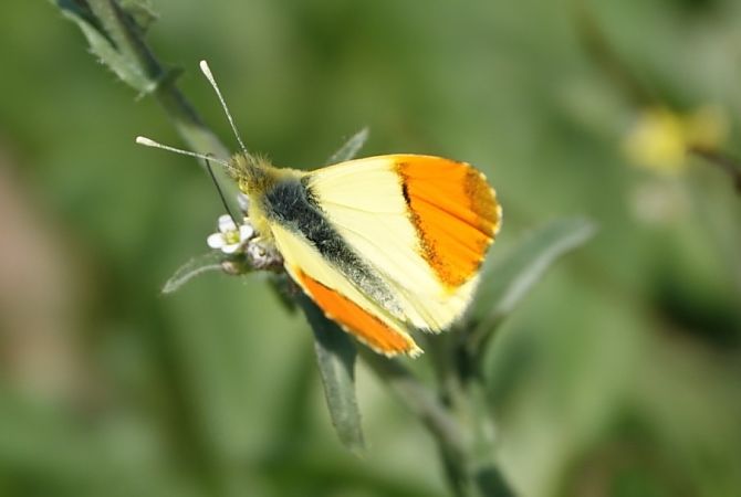 Aurora groga  - Oriol Soler Ferrer