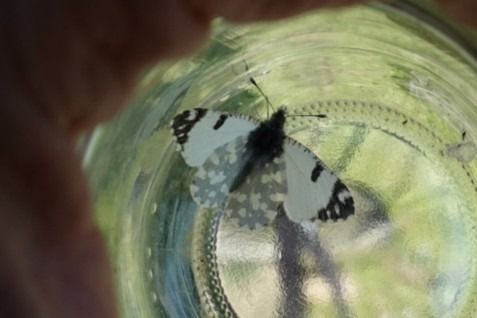 Marbrada comuna  - Oriol Soler Ferrer