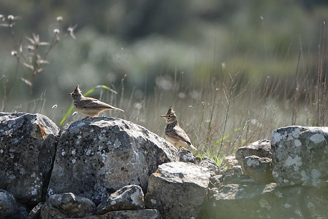 Cogullada fosca  - Oriol Soler Ferrer
