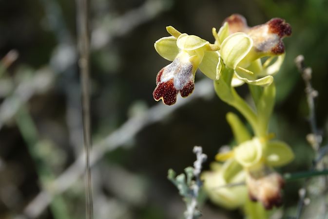 Ophrys forestieri  - Oriol Soler Ferrer