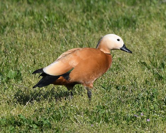 Ànec canyella  - Jordi Véliz Monrabà
