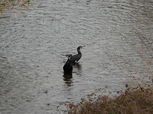 Corb marí gros  - Anna Prades Nebot