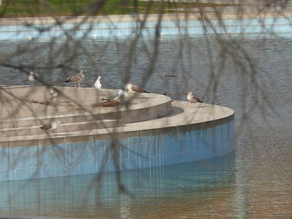 Gavià argentat americà  - Anna Prades Nebot