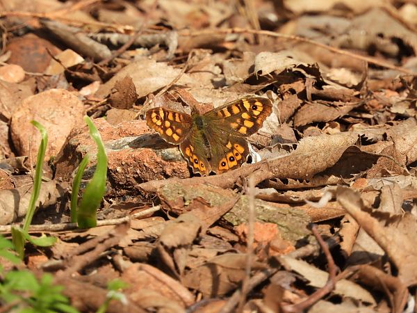 Margenera comuna  - Anna Prades Nebot