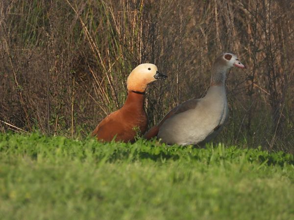 Ànec canyella  - Anna Prades Nebot