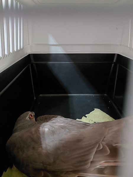 Esparver vulgar  - anònim