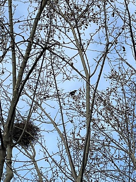 Cornella emmantellada  - anònim