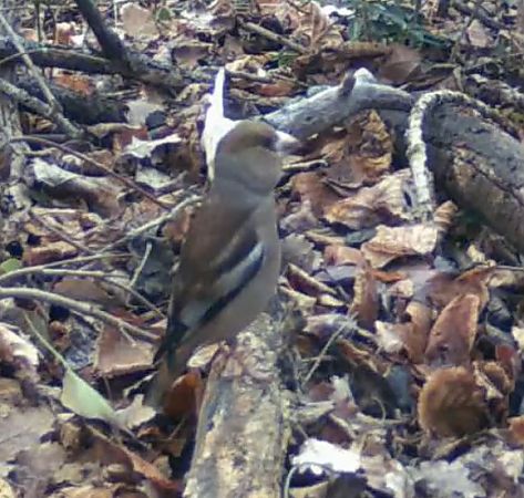 Durbec  - Jordi Roca Font