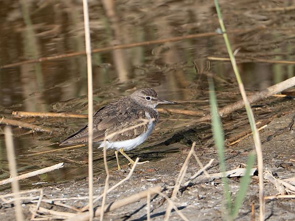 Xivitona  - Lucia Pg