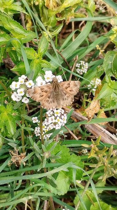 Capgròs comú  - Ernest Garcia 