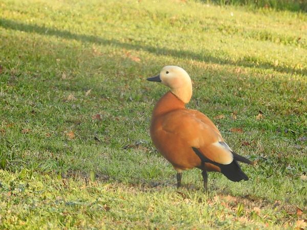 Ànec canyella  - Carlos Alvarez-Cros