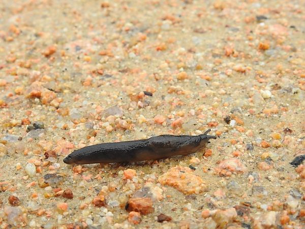 Milax sp.  - Carlos Alvarez-Cros