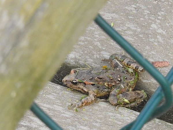 Granota pintada  - Carlos Alvarez-Cros