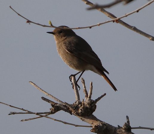 Cotxa fumada  - Marc Olivé