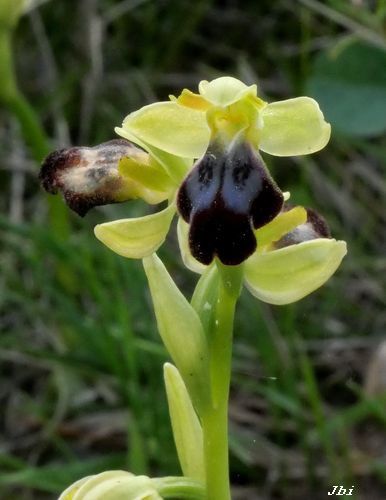 Ophrys forestieri  - Jean Bisetti
