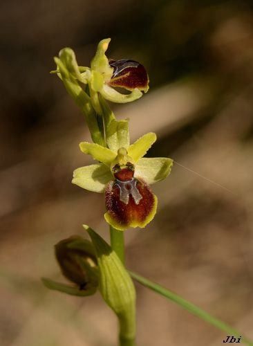 Ophrys sphegodes  - Jean Bisetti