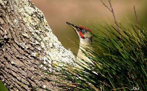Pito real ibérico  - Jean Bisetti