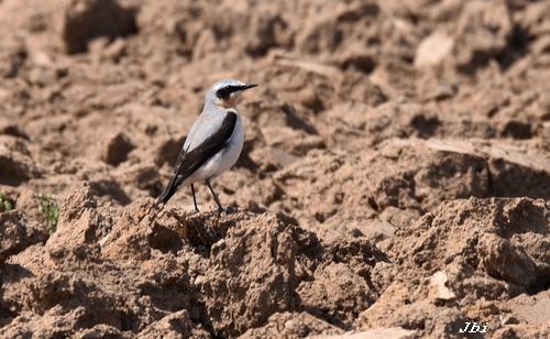 Còlit gris  - Jean Bisetti