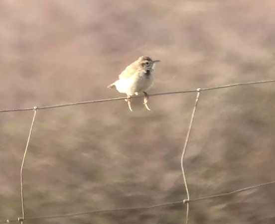 Piula grossa  - Joan Rodríguez