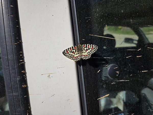 Arlequí  - Pau Barnés