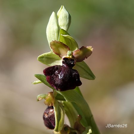Ophrys de la Passion  - Pau Barnés