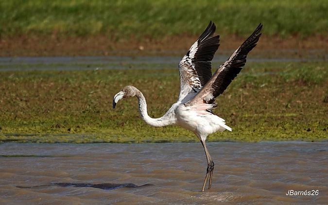 Flamenc  - Pau Barnés
