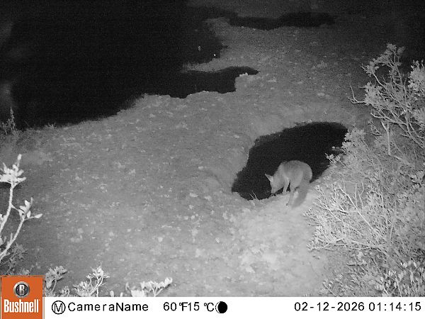 Guineu, guilla  - Màrius Domingo