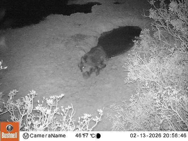 Senglar  - Màrius Domingo