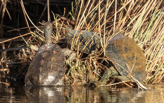 Tortuga d'aigua americana  - Màrius Domingo