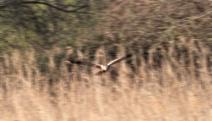 Arpella vulgar  - Màrius Domingo