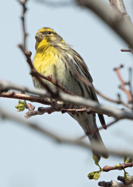 Gafarró  - Màrius Domingo