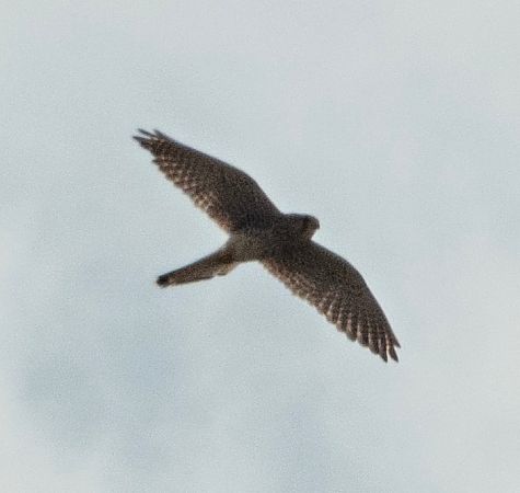 Xoriguer comú  - Màrius Domingo