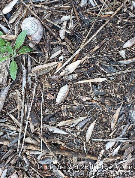 Rumina decollata  - Màrius Domingo