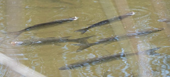 Llissa vera  - Màrius Domingo