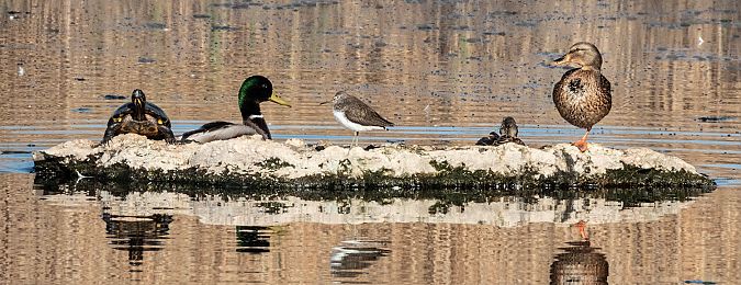 Xivita  - Màrius Domingo