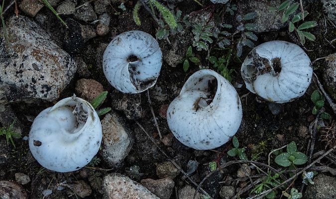 Sphincterochila candidissima  - Màrius Domingo